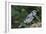 Blue Jay-Gary Carter-Framed Photographic Print