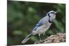 Blue Jay-Gary Carter-Mounted Photographic Print