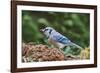 Blue Jay-Gary Carter-Framed Photographic Print