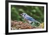 Blue Jay-Gary Carter-Framed Photographic Print