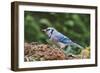 Blue Jay-Gary Carter-Framed Photographic Print