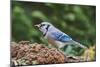 Blue Jay-Gary Carter-Mounted Photographic Print