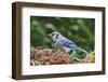 Blue Jay-Gary Carter-Framed Photographic Print