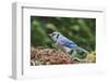 Blue Jay-Gary Carter-Framed Photographic Print