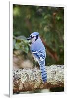 Blue Jay-Gary Carter-Framed Photographic Print