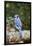 Blue Jay-Gary Carter-Framed Photographic Print