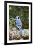 Blue Jay-Gary Carter-Framed Photographic Print