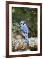 Blue Jay-Gary Carter-Framed Photographic Print