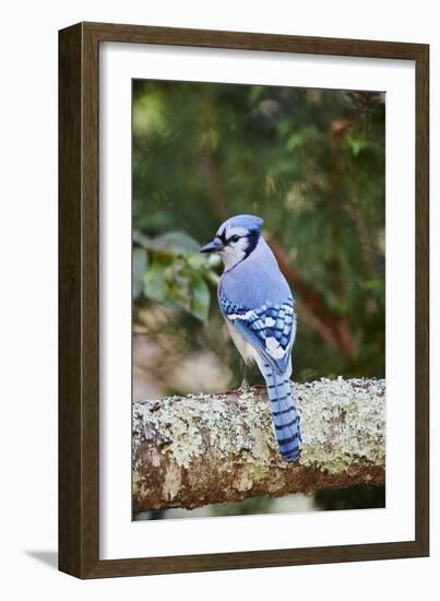 Blue Jay-Gary Carter-Framed Photographic Print