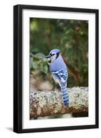 Blue Jay-Gary Carter-Framed Photographic Print