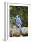 Blue Jay-Gary Carter-Framed Photographic Print