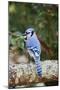 Blue Jay-Gary Carter-Mounted Photographic Print