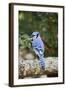 Blue Jay-Gary Carter-Framed Photographic Print