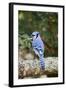 Blue Jay-Gary Carter-Framed Photographic Print