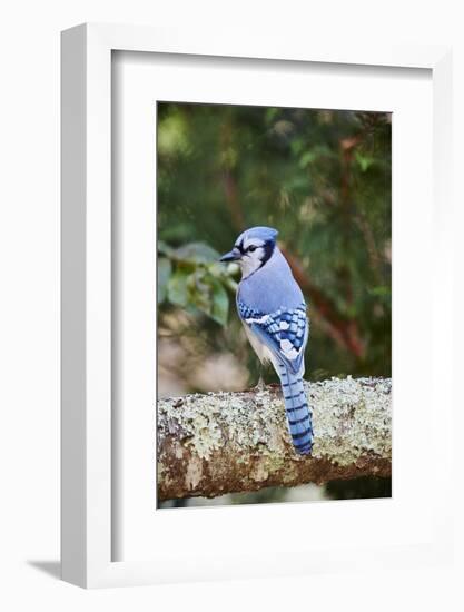 Blue Jay-Gary Carter-Framed Photographic Print