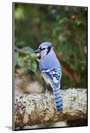 Blue Jay-Gary Carter-Mounted Photographic Print