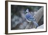 Blue Jay-Gary Carter-Framed Photographic Print