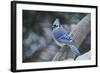 Blue Jay-Gary Carter-Framed Photographic Print