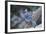 Blue Jay-Gary Carter-Framed Photographic Print