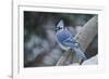 Blue Jay-Gary Carter-Framed Photographic Print