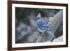 Blue Jay-Gary Carter-Framed Photographic Print