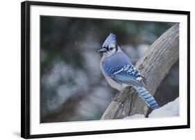 Blue Jay-Gary Carter-Framed Photographic Print