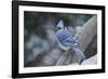 Blue Jay-Gary Carter-Framed Photographic Print