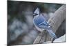 Blue Jay-Gary Carter-Mounted Photographic Print