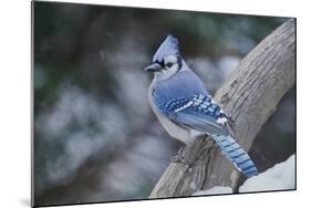 Blue Jay-Gary Carter-Mounted Photographic Print