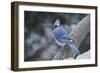 Blue Jay-Gary Carter-Framed Photographic Print