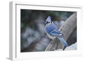 Blue Jay-Gary Carter-Framed Photographic Print