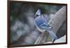 Blue Jay-Gary Carter-Framed Photographic Print