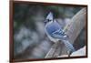 Blue Jay-Gary Carter-Framed Photographic Print