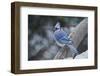 Blue Jay-Gary Carter-Framed Photographic Print