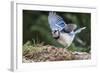 Blue Jay-Gary Carter-Framed Photographic Print