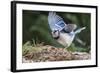 Blue Jay-Gary Carter-Framed Photographic Print