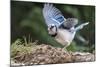 Blue Jay-Gary Carter-Mounted Photographic Print