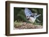 Blue Jay-Gary Carter-Framed Photographic Print