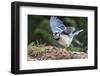 Blue Jay-Gary Carter-Framed Photographic Print