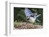 Blue Jay-Gary Carter-Framed Photographic Print