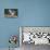 Blue Jay-Gary Carter-Photographic Print displayed on a wall