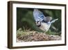 Blue Jay-Gary Carter-Framed Photographic Print