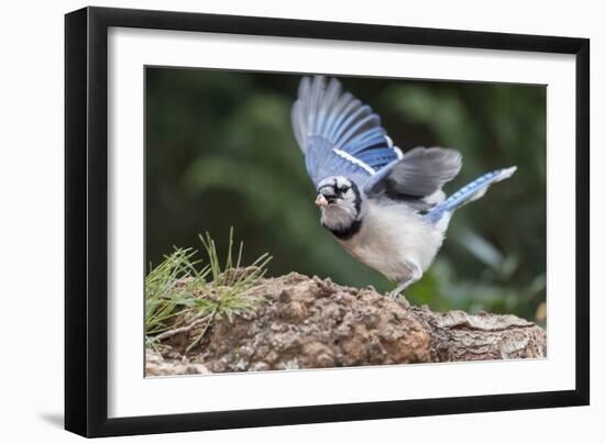 Blue Jay-Gary Carter-Framed Photographic Print