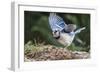 Blue Jay-Gary Carter-Framed Photographic Print