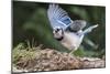 Blue Jay-Gary Carter-Mounted Photographic Print