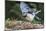 Blue Jay-Gary Carter-Mounted Photographic Print