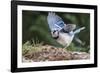 Blue Jay-Gary Carter-Framed Photographic Print