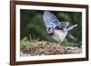 Blue Jay-Gary Carter-Framed Photographic Print