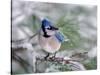 Blue Jay-Adam Jones-Stretched Canvas