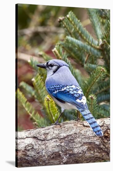 Blue Jay-Gary Carter-Stretched Canvas